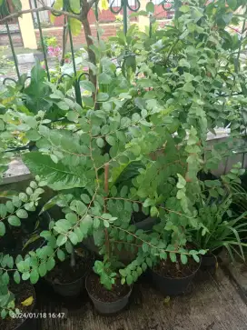 Tanaman Bidara Arab Asli, Tinggi 1m, Subur Rimbun