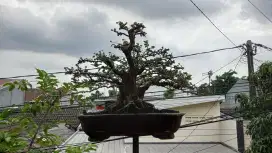 Bonsai Sancang Varigata Medium