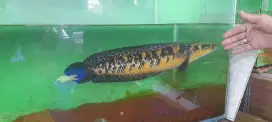 Channa Maru Yellow Sentarum