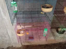 Sugar glider tupai