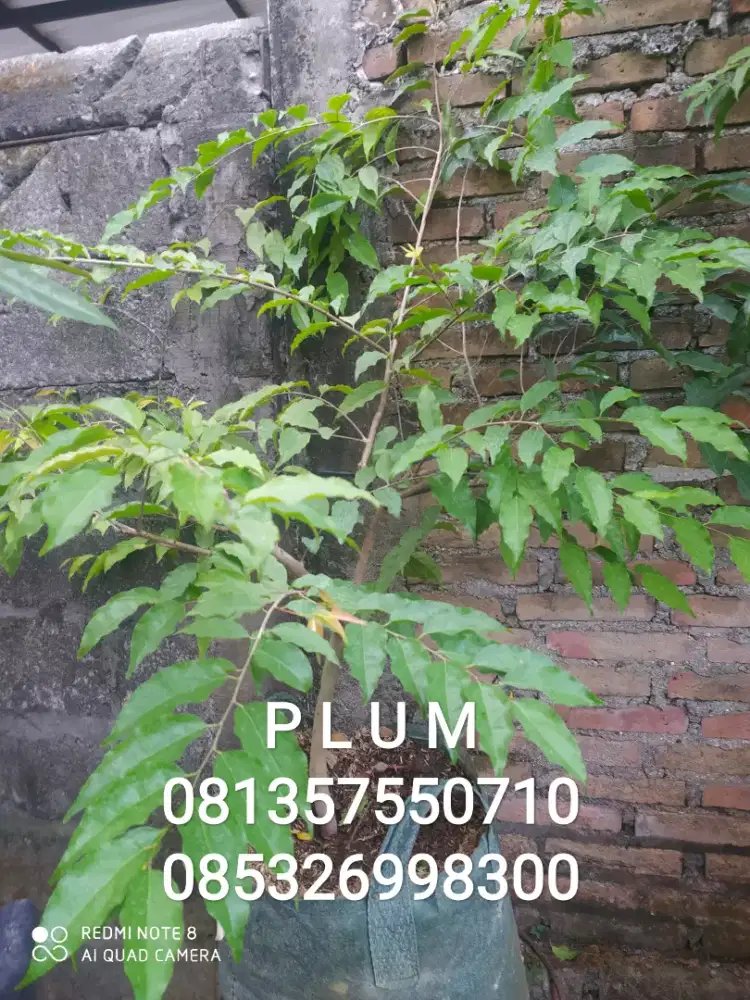 Tanaman buah PLUM
