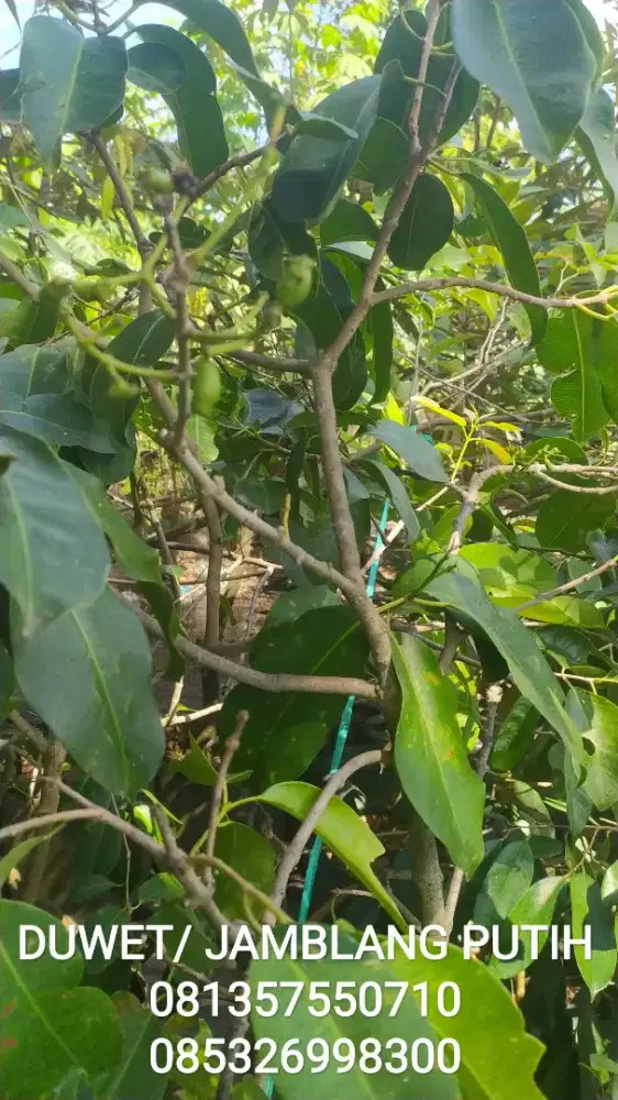 Tanaman buah DUWET/ JAMBLANG PUTIH