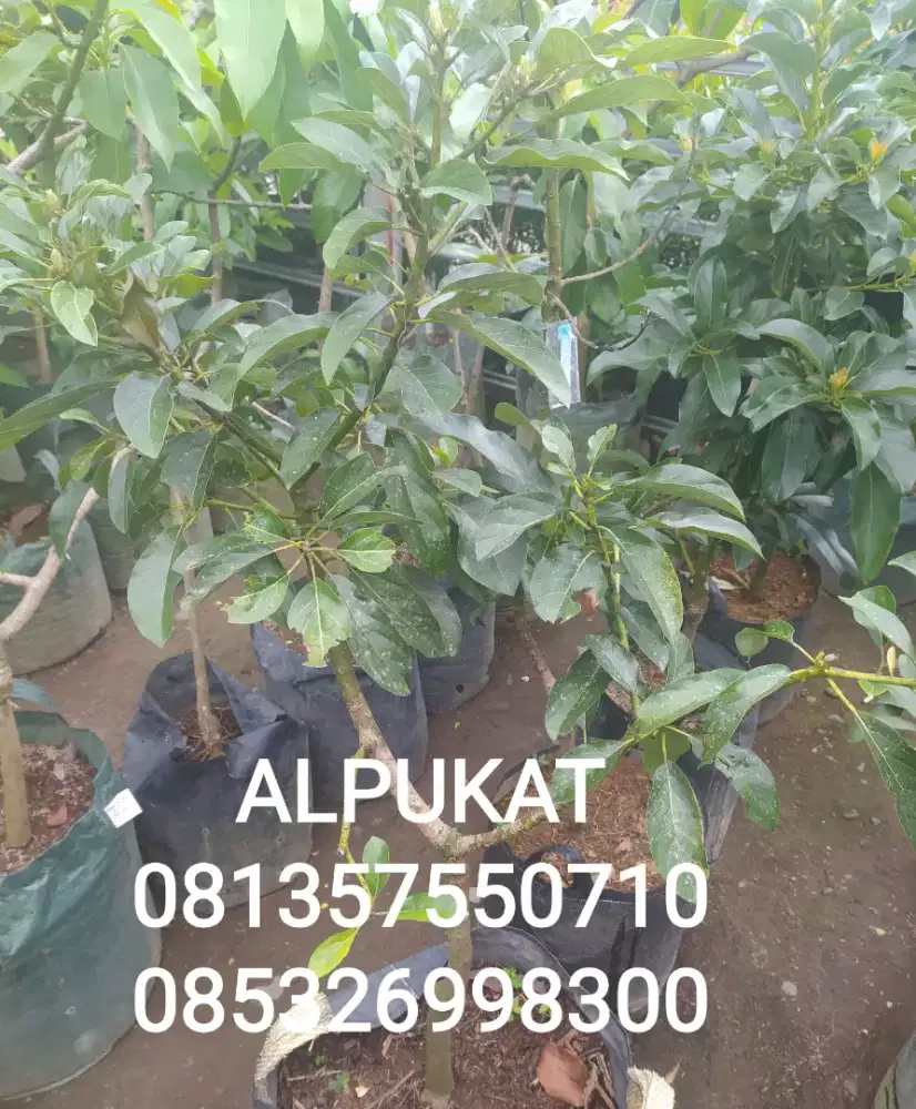 Tanaman buah ALPUKAT