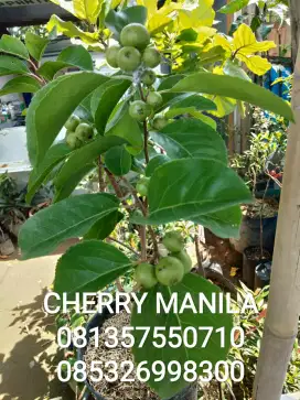 Tanaman buah CHERRY MANILA