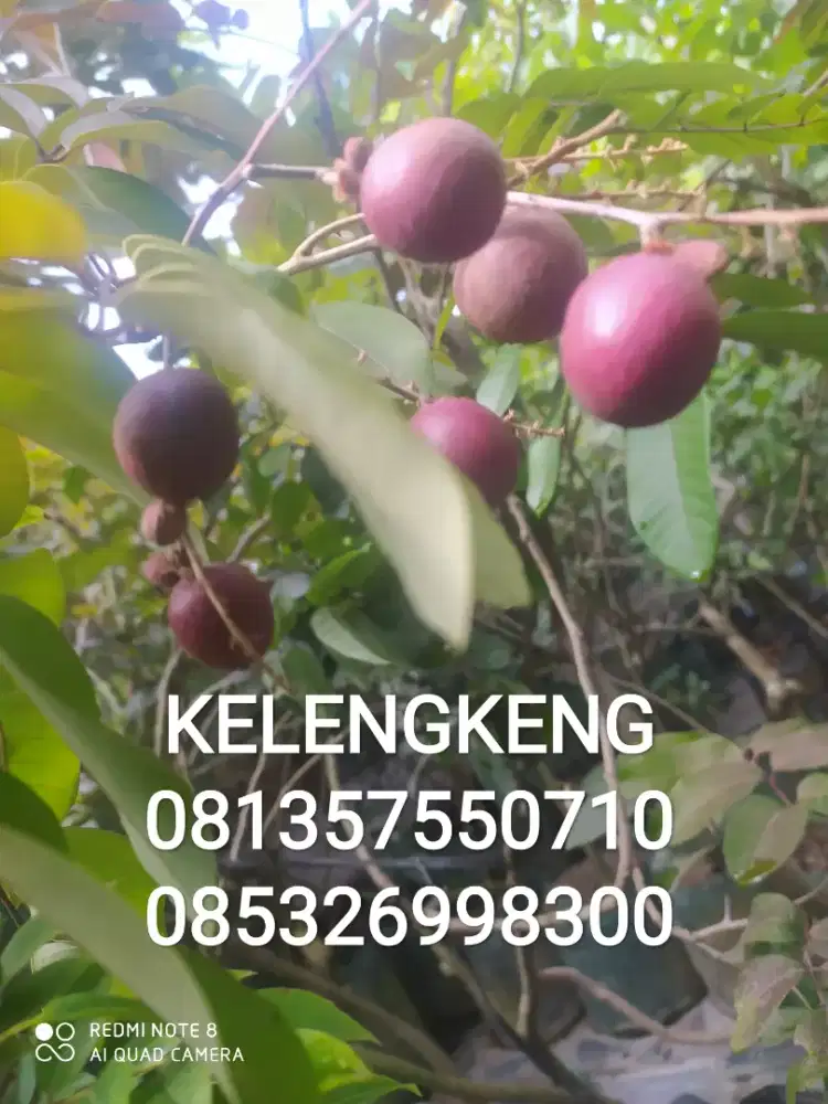 Tanaman buah KELENGKENG MERAH, MATALADA, ITOH, NEW CRISTAL