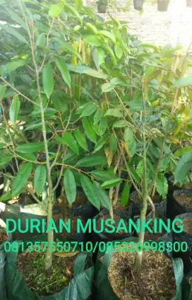 Pohon DURIAN MONTONG,MUSANKING,BAWOR,DURI HITAM,PETRUK