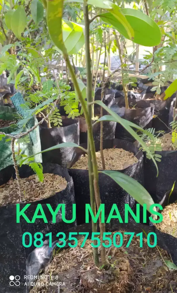 Tanaman herbal KAYU MANIS