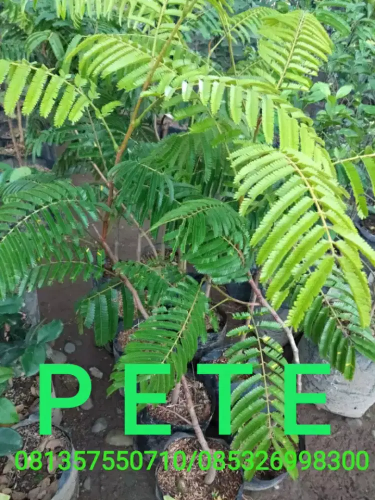 Tanaman  buah PETE