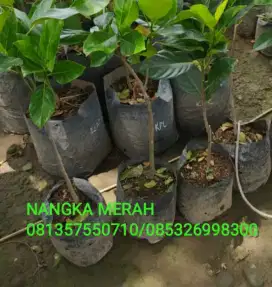 Tanaman buah NANGKA MERAH, NANGKADAK,CEMPEDAK,NANGKA MADU