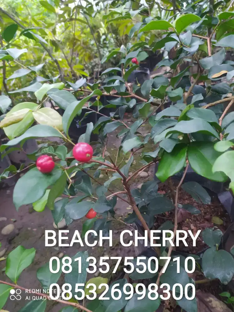 Tanaman buah BEACH CHERRY