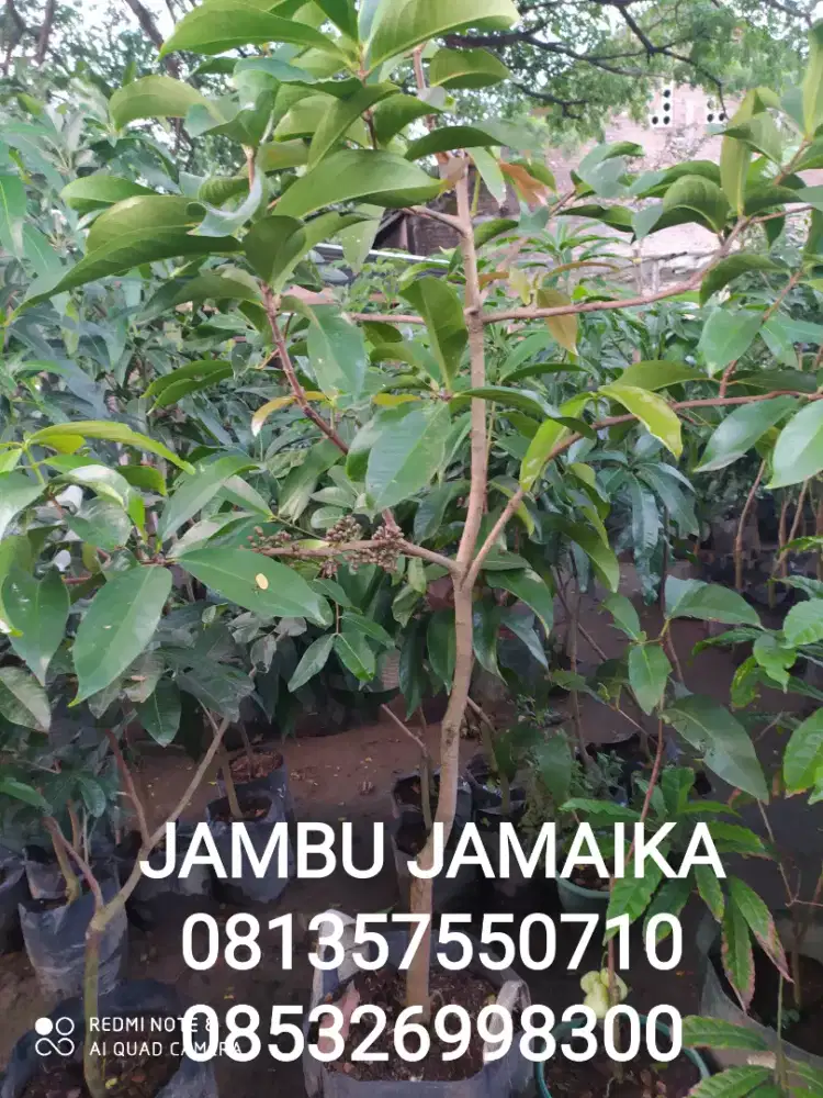 Tanaman buah JAMBU JAMAIKA