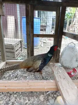 Ringneck pheasant sepasang