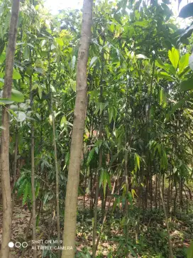 Tanaman hias glodokan tihang