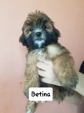 Dijual Anak Anjing murah, Poodle mix Maltese