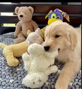 Golden retriever  puppies