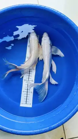 Koi Platinum Slayer