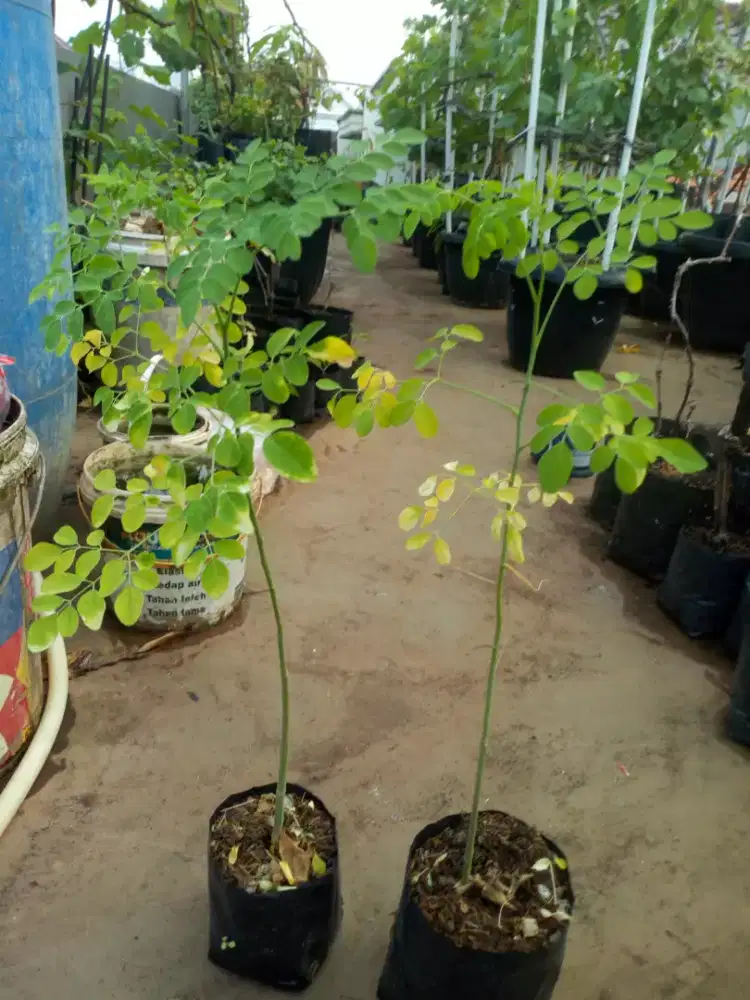 Tanaman kelor untuk sayur ibu menyusui