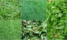 Jual rumput taman