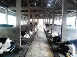 Alas tikar lantai sapi tebal