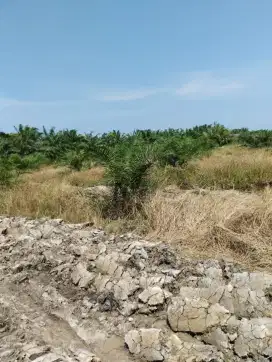kebun sawit 4.5 hektar