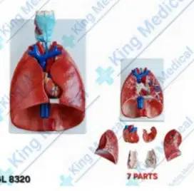 Alat Peraga Larynx