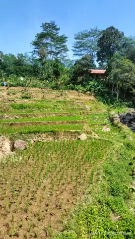 Dijual tanah sawah di Pabuaran Sukamakmur