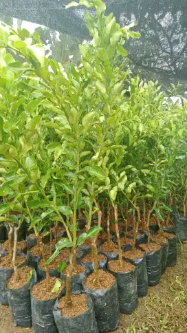 Bibit jeruk purut