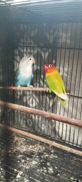 JUAL CEPAT SEPASANG BURUNG LOVE BIRD LOVEBIRD