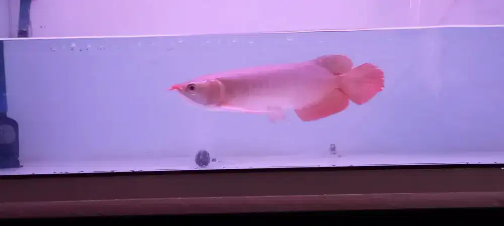 Arwana super red 30cm