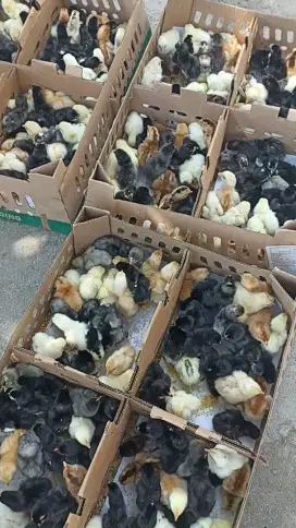 Anak ayam doc aka kub elba akj kampung jumbo