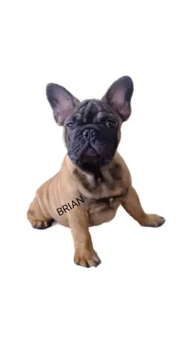 Anjing French buldog Asli