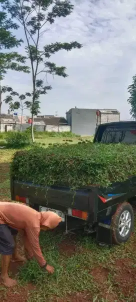 Rumput gajah biasa
