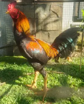 Ayam  Pama Buat Pacek - Jengger  Sultan