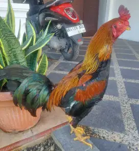 Ayam  Pama Buat Pacek - Jengger  Sultan