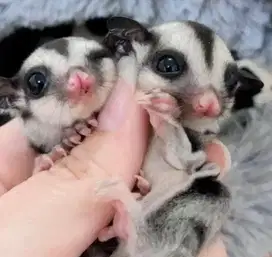 Joey Sugar Glider Clasic Grey Jantan