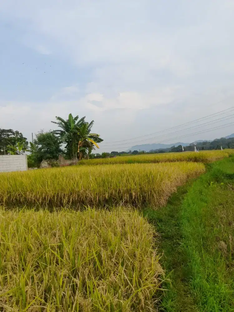 Dijual sebidang tanah darat