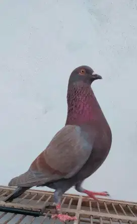 Burung merpati kolong /dara /daro