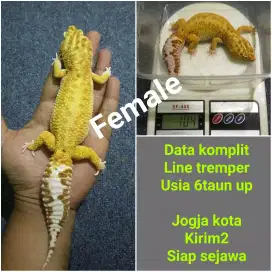 Kadal gecko gemoy