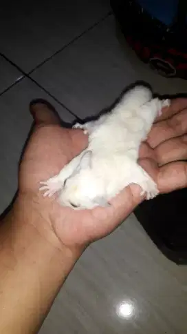 Sugar glider leucistic