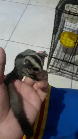 Sugar glider grey