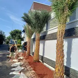 Pohon palm kenari silvertas tinggi 2-3 meter siap kirim