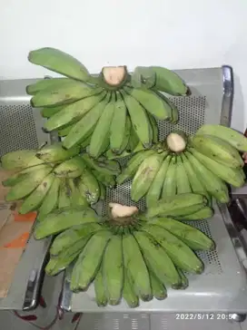 PISANG KEPOK BESAR/ KEPOK BURUNG