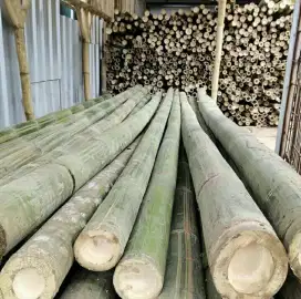 Bambu perbatang
