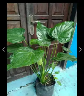 Alocasia caculata