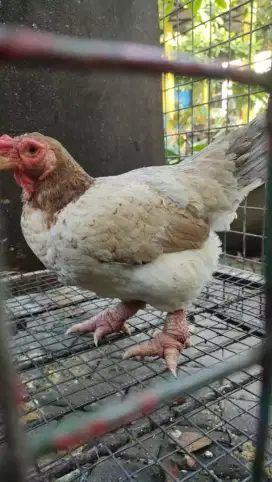 Ayam Kaki Gajah Betina - Dewasa