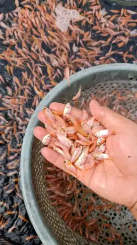 Bibit ikan siap antar