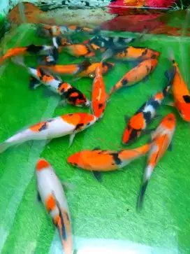Ikan Koi Sanke Showa Shiro Utsuri 20 - 30 cm COD Surabaya Sidoarjo