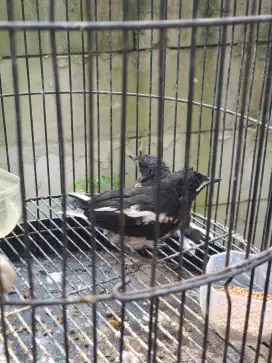 Anakan burung kacer