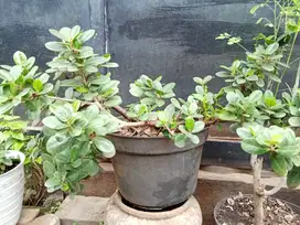 Bonsai dolar Indah 005