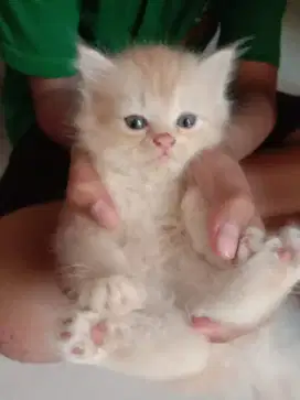 Kucing persia kitten